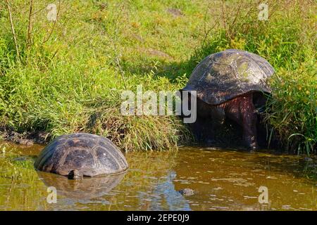 2 tartarughe giganti Galapagos, 1 in stagno, 1 acqua potabile, rettili, animali, Fauna selvatica, Chelonoidis nigra, America del Sud, Isole Galapagos Foto Stock
