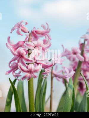 Giacinti fiori in fiore in primavera primo piano Foto Stock
