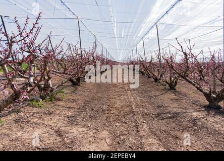 Alberi di pesche fioriscono con fiori rosa nel frutteto. Israele Foto Stock