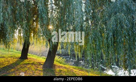 Il sole dell'ora d'oro splende attraverso gli alberi di salice piangenti sulla riva del fiume Foto Stock
