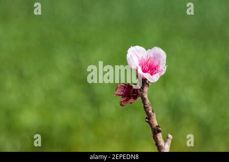 Rami di alberi di pesche con fiori rosa primo piano su a. sfondo verde sfocato Foto Stock