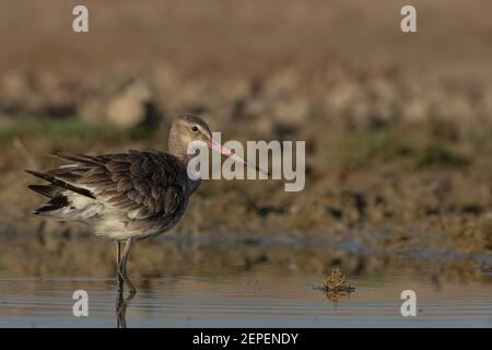 godwit dalla coda nera (Limosa limosa) in piedi da vicino. Foto Stock