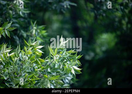 sfondo di cenere. splendido sfondo naturale. concetto di ecologia e ambiente. spazio di copia per il design. fuoco selettivo al ramo di albero verde giovane Foto Stock
