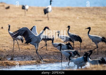 Zhootong, provincia cinese di Yunnan. 26 Feb 2021. Gru a collo nero sono viste a Dashanbao Dahaizi Wetland nella città di Zhootong, provincia di Yunnan della Cina sudoccidentale, 26 febbraio 2021. La riserva naturale delle gru a collo nero di Dashanbao, istituita nel 2003 per le gru a collo nero in via di estinzione, ha visto oltre 1,400 gru a collo nero che quest'anno si intrecciano qui. Negli ultimi anni, le autorità locali hanno adottato una serie di misure, come il restauro ecologico e la costruzione di basi di fonti alimentari per proteggere l'habitat delle gru a collo nero. Credit: HU Chao/Xinhua/Alamy Live News Foto Stock