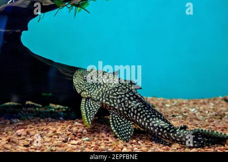 Enorme pesce gatto ancstrus. Grande pesce fresco tropicale pulizia acquario. Ancistrus dolichopterus Foto Stock