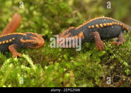 Due giovani del novellame mandarino , Tylottriton verrucosus su muschio verde Foto Stock