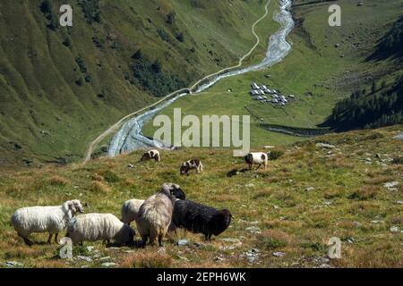 Gregge di pecore. Frossnitztal valle alpina. Gruppo di montagna Venediger. Osttirol. Alpi austriache. Europa. Foto Stock