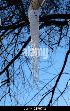 Un grande icicolo pende da una fogna sullo sfondo di rami in serata. Le fogne sono sempre congelate. Ghiaccio sulle fogne in inverno. Foto Stock