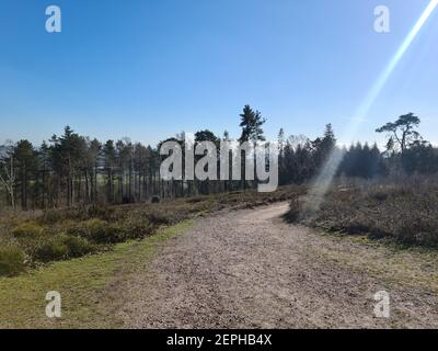 Lickey Hills Country Park, Worcestershire Foto Stock