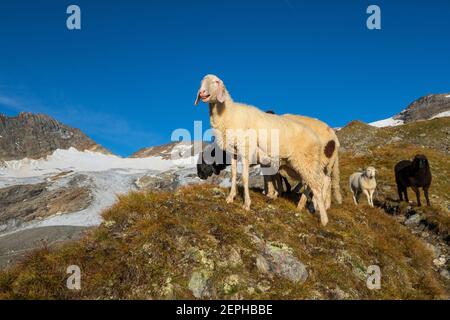 Pecora. Sole all'alba. Ghiacciaio di Frossnitz Kees. Valle di Frossnitztal. Gruppo di montagna Venediger. Osttirol. Alpi austriache. Europa. Foto Stock