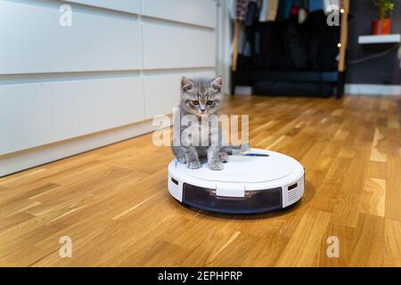 PET e lavori domestici, tecnologia intelligente. Aspirapolvere robot e piccolo gioco grigio tabby scozzese gattino dritto a casa. Cat Kid e vuoto robotico Foto Stock