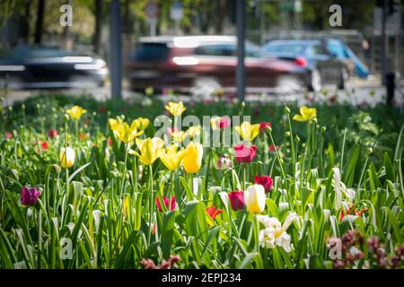 Blumen im Frühlung am Kurfürstendamm a Berlino Foto Stock