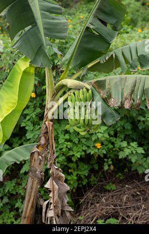 Un mazzo di banane verdi appese ad un albero della banana Foto Stock