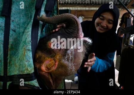 Aceh, Indonesia. 27 Feb 2021. Un veterinario della Aceh Natural Resources Conservation Agency affondare un bambino ferito elefante Sumatran ad Aceh, Indonesia, 27 febbraio 2021. Un elefante Sumatra di un mese è stato salvato dopo che è stata trovata intrappolata nel fango con ferite sulle gambe e gli occhi ad Aceh il sabato. Credit: Notizie dal vivo di Junaidi/Xinhua/Alamy Foto Stock