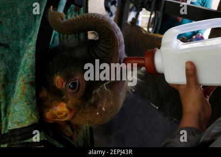 Aceh, Indonesia. 27 Feb 2021. Un veterinario da Aceh Natural Resources Conservation Agency alimenta un bambino ferito elefante Sumatran ad Aceh, Indonesia, 27 febbraio 2021. Un elefante Sumatra di un mese è stato salvato dopo che è stata trovata intrappolata nel fango con ferite sulle gambe e gli occhi ad Aceh il sabato. Credit: Notizie dal vivo di Junaidi/Xinhua/Alamy Foto Stock