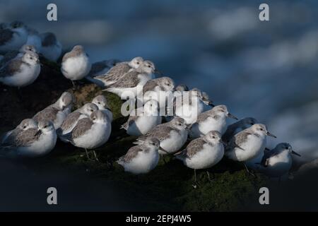 Gruppo di Sanderlings Calidris alba sul molo sud di ijmuiden aan Zee. Stavano riposando là piacevolmente fino all'aumento dell'acqua e le onde hanno ottenuto più alto. Foto Stock