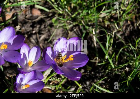 I primi crocus viola primaverili in un parco comunitario Foto Stock