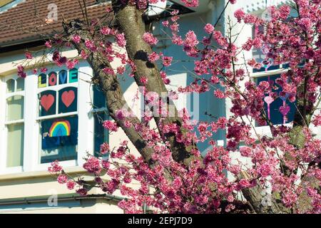 Londra, Regno Unito. 27 Feb 2021. Fioritura dei ciliegi in una soleggiata giornata primaverile in una strada suburbana a Ealing, Londra. Foto data: Foto: Roger Garfield/Alamy Live News Foto Stock