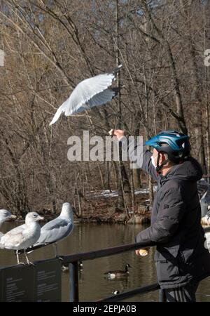 Un uomo cinese americano in un casco ciclista & maschera chirurgica alimenta i gabbiani di mare in un parco a Flushing, Queens, New York City. Foto Stock