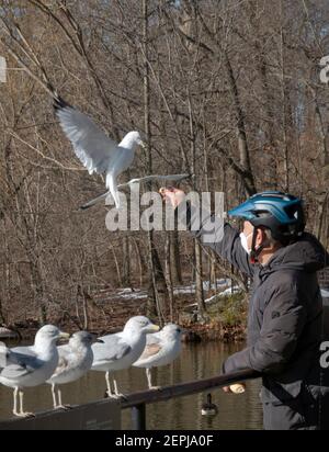 Un uomo cinese americano in un casco ciclista & maschera chirurgica alimenta i gabbiani di mare in un parco a Flushing, Queens, New York City. Foto Stock