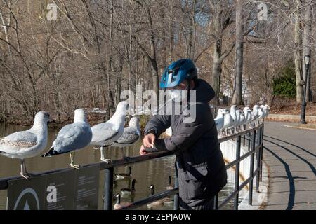 Un uomo cinese americano in un casco ciclista & maschera chirurgica alimenta i gabbiani di mare in un parco a Flushing, Queens, New York City. Foto Stock