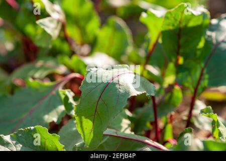 Barbabietole crescenti nel giardino. Fuoco selettivo Foto Stock