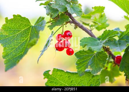 ramo di ribes rosso maturo nel giardino Foto Stock