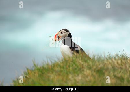 Puffin Atlantico al loro luogo di riproduzione Latrabjarg, Islanda Foto Stock