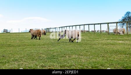 East Lothian, Scozia, Regno Unito, 27 febbraio 2021. Shetland agnelli prima volta in campo,: Agricoltore Richard Briggs di Briggs Shetland Agnello lascia gli agnelli singleton e le loro madri fuori nel campo per la prima volta. Gli agnelli sono nati tra 7 e 10 giorni fa nel fienile ed è la loro prima esperienza di essere fuori al sole di primavera. Gli agnelli ottengono il loro primo assaggio dello spazio aperto di un grande campo Foto Stock