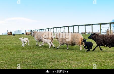 East Lothian, Scozia, Regno Unito, 27 febbraio 2021. Shetland agnelli prima volta in campo,: Agricoltore Richard Briggs di Briggs Shetland Agnello lascia gli agnelli singleton e le loro madri fuori nel campo per la prima volta. Gli agnelli sono nati tra 7 e 10 giorni fa nel fienile ed è la loro prima esperienza di essere fuori al sole di primavera. Gli agnelli ottengono il loro primo assaggio dello spazio aperto di un grande campo Foto Stock