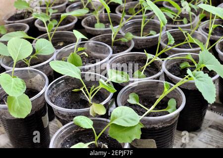 primo piano di giovani pianta del cavolo nella serra pronto per piantare nel giardino di verdure Foto Stock