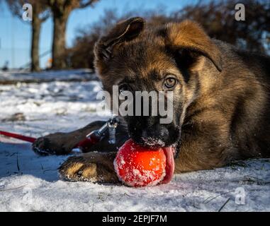 Un cucciolo di Pastore tedesco di undici settimane gioca con una palla rossa. Neve sullo sfondo Foto Stock