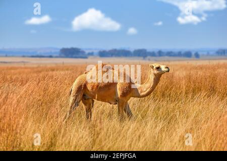 Cammello arabo a una gobba, Camelus dromedarius in una savana africana. Cammello arabo in piedi in un campo coperto di alta erba gialla contro il cielo blu. Foto Stock