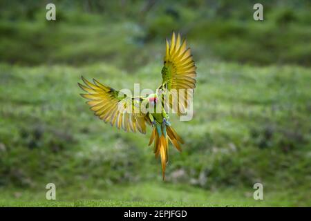 Pappagallo in via di estinzione, grande macaw verde, Ara ambiguus, noto anche come macaw di Buffon. Pappagallo verde e rosso della foresta tropicale, che vola con ali allungate Foto Stock