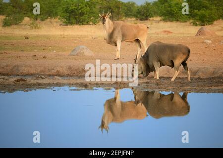 Due antilopi Eland, Taurotragus oryx, sul bordo del buco d'acqua, che si riflette nella superficie blu dell'acqua. L'antilope più grande e pesante in Africa, anima Foto Stock