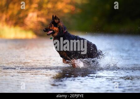 Cane peloso che salta in acqua che spruzzi di un fiume, testa illuminata dal sole su sfondo scuro. Azioni, giochi di formazione con il cane in acqua. Bohémien Foto Stock