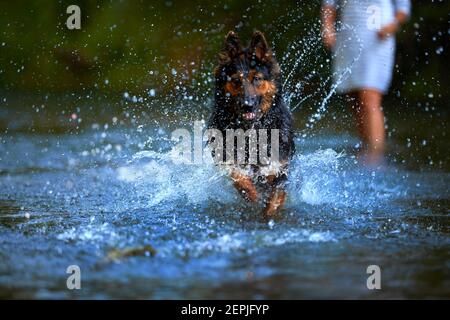 Cane pastore nero e marrone peloso che corre veloce in acqua spruzzata di un fiume direttamente alla macchina fotografica. Azioni, giochi di formazione con il cane in acqua. Bohémien Foto Stock