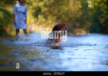 Cane pastore nero e marrone peloso che corre veloce in acqua spruzzata di un fiume direttamente alla macchina fotografica. Azioni, giochi di formazione con il cane in acqua. Bohémien Foto Stock