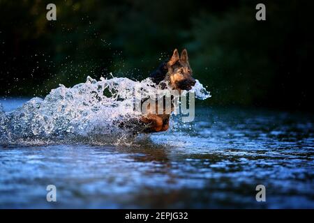 Cane peloso che salta in acqua che spruzzi di un fiume, testa illuminata dal sole su sfondo scuro. Azioni, giochi di formazione con il cane in acqua. Bohémien Foto Stock