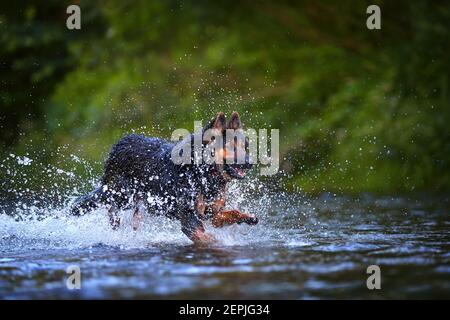 Cane peloso che salta in acqua che spruzzi di un fiume, testa illuminata dal sole su sfondo scuro. Azioni, giochi di formazione con il cane in acqua. Bohémien Foto Stock