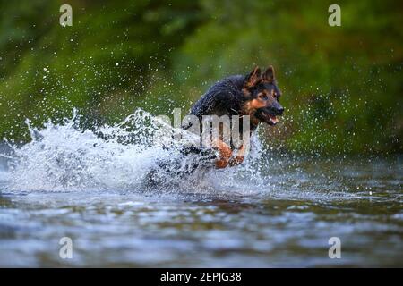 Cane peloso che salta in acqua che spruzzi di un fiume, testa illuminata dal sole su sfondo scuro. Azioni, giochi di formazione con il cane in acqua. Bohémien Foto Stock