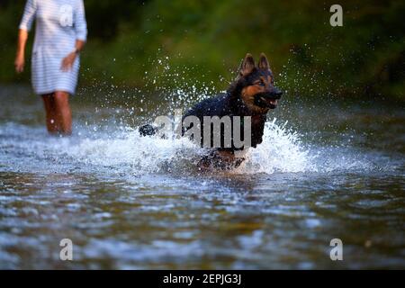 Cane pastore nero e marrone peloso che corre veloce in acqua spruzzata di un fiume direttamente alla macchina fotografica. Azioni, giochi di formazione con il cane in acqua. Bohémien Foto Stock