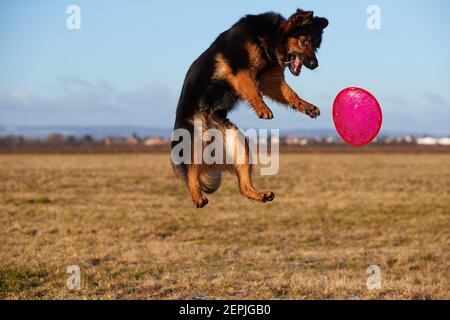 Cane purebred, pastore boemo. Nero e marrone, cane pastore peloso in azione, saltando per catturare un disco attivo rosso. Cane di famiglia attivo nel gioco di addestramento Foto Stock