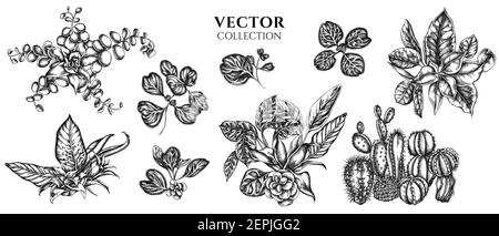 Bouquet di fiori di fico bianco e nero, iresina, kalanchoe, calatea, guzmania, cactus Illustrazione Vettoriale