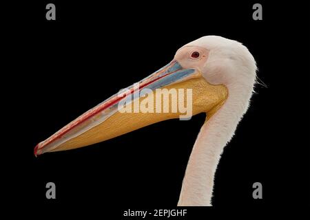 Isolato su sfondo nero, ritratto di grande pellicano bianco, Pelecanus onocrotalus , enorme pellicano con enorme becco rosa e giallo contro b nero Foto Stock