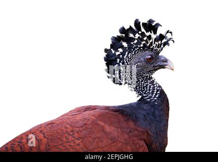 Isolato su sfondo bianco, ritratto di fagiano-come uccello dalla foresta pluviale, Grande curassow, Crax rubra. Femmina con cresta eretta. Boca Tapada rainf Foto Stock