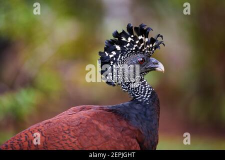 Isolato su sfondo sfocato, ritratto di uccello fagiano-simile dalla foresta pluviale, Grande curassow, Crax rubra. Femmina con cresta eretta. Boca Tapada rai Foto Stock