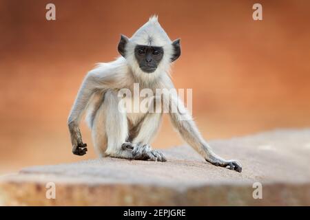 Primo piano giovane langur grigio, Semnopithecus entellus, scimmia bambino seduto sul muro di pietra contro sfocato, rosso Jetavanaramaya tempio in caldo, sera Foto Stock