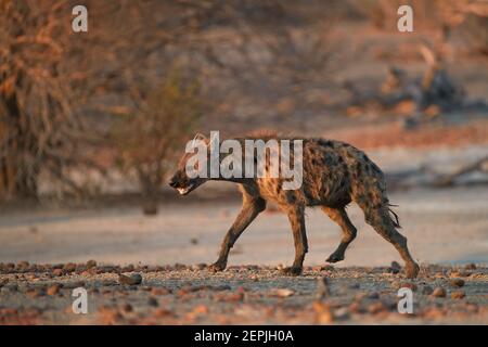 Avvistato Hyena, Crocuta crocuta su una pianura rocciosa illuminata da al sole della mattina presto. Primo piano, fotografia di fauna selvatica con angolazione ridotta. Predatore africano. A piedi safar Foto Stock