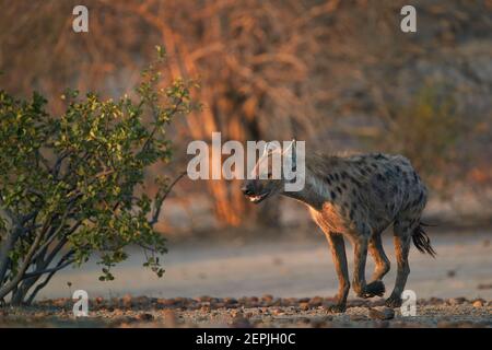 Avvistato Hyena, Crocuta Crocuta che corre su una pianura rocciosa alla luce del mattino presto. Primo piano, fotografia di fauna selvatica con angolazione ridotta. Avventura safari fotografico il Th Foto Stock